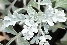 Artemisia stelleriana 'Boughton Silver'