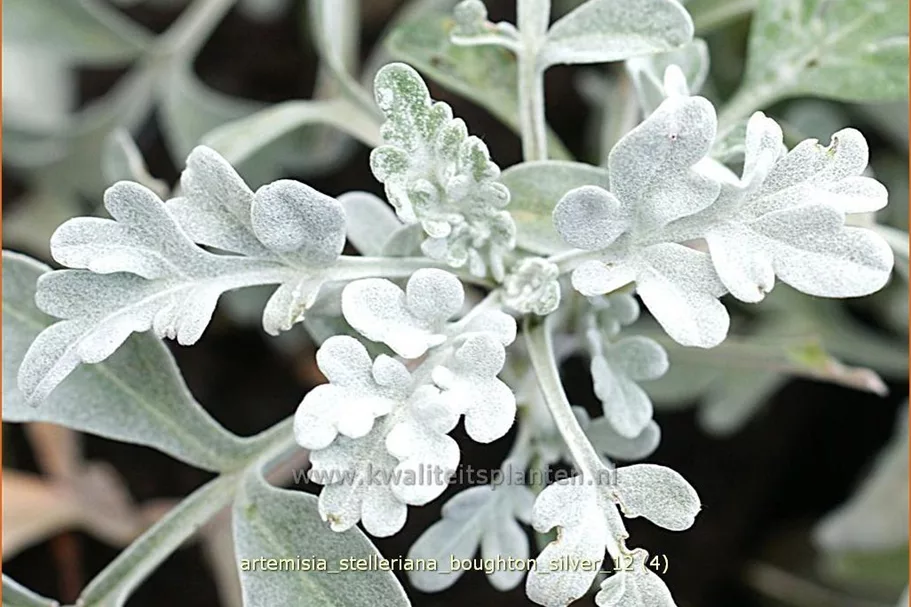 Artemisia stelleriana 'Boughton Silver'