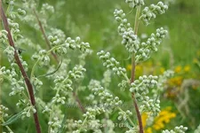 Artemisia vulgaris