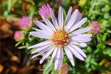 Aster 'Anja's Choice'