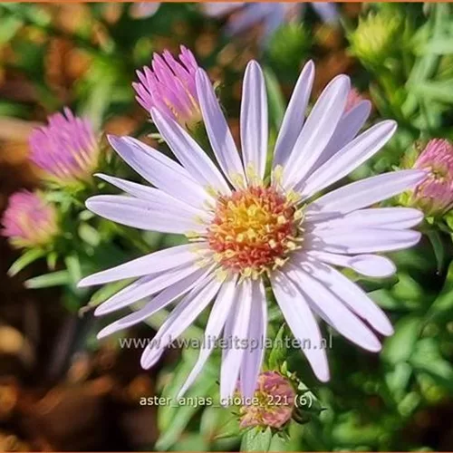 Aster 'Anja's Choice'