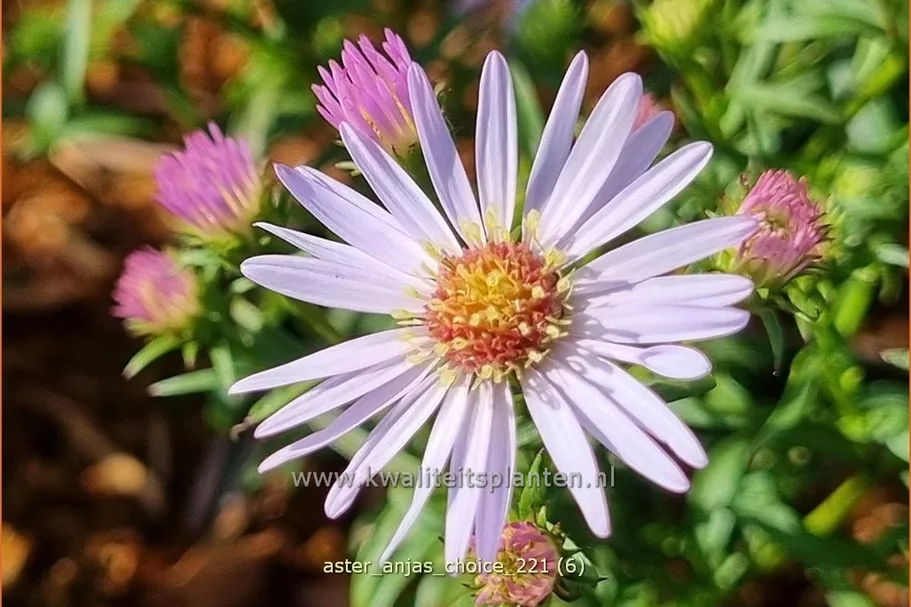 Aster 'Anja's Choice'