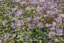 Aster radula 'August Sky'