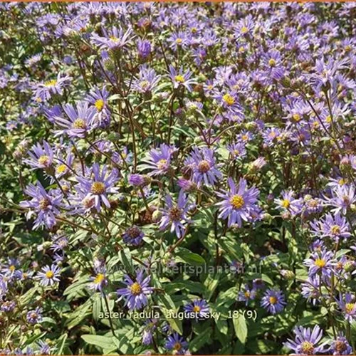 Aster radula 'August Sky'