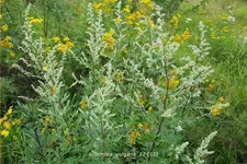 Artemisia vulgaris