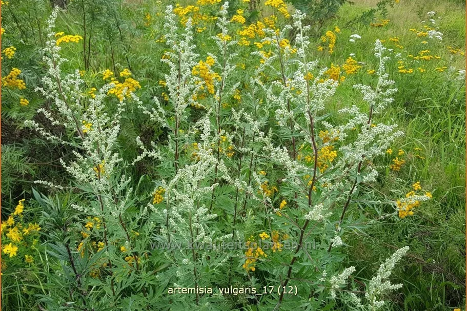Artemisia vulgaris