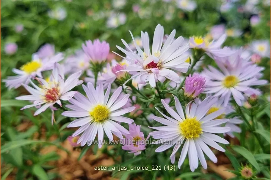 Aster 'Anja's Choice'
