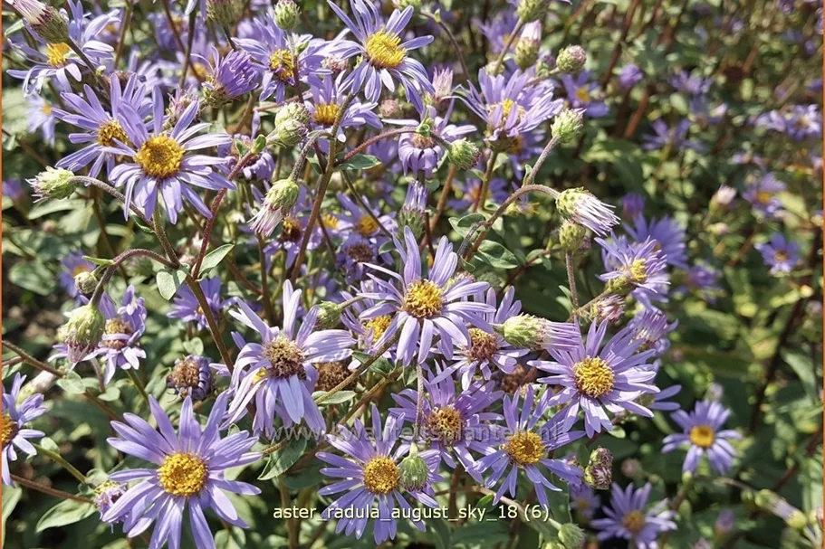 Aster radula 'August Sky'
