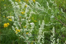 Artemisia vulgaris