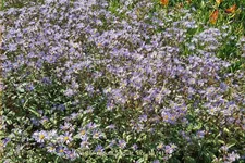 Aster radula 'August Sky'