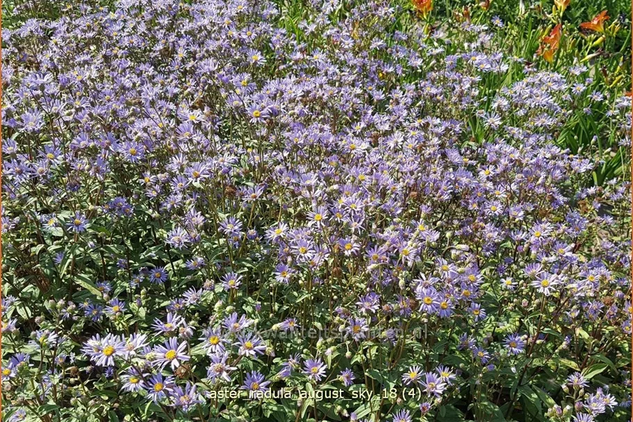Aster radula 'August Sky'