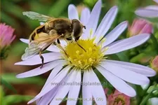 Aster 'Anja's Choice'