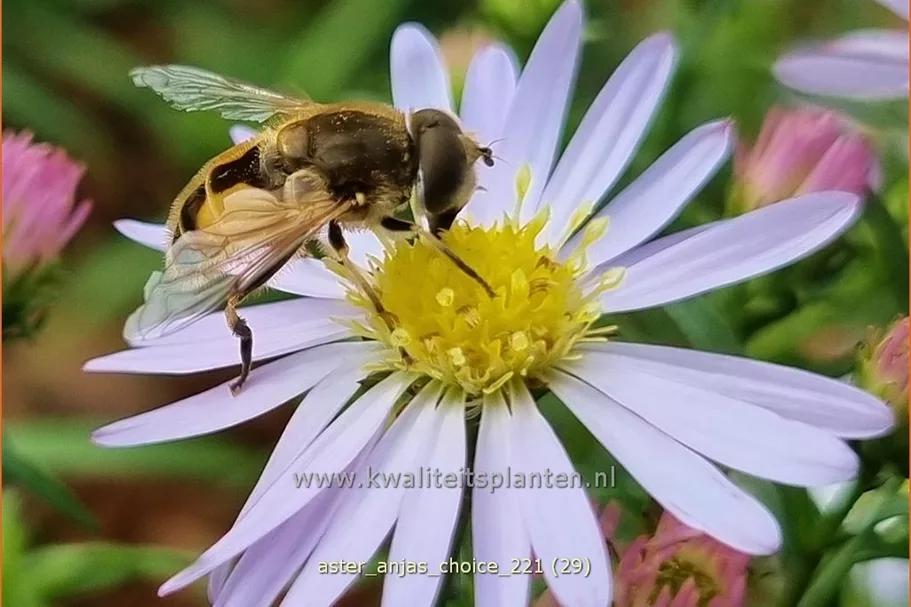 Aster 'Anja's Choice'