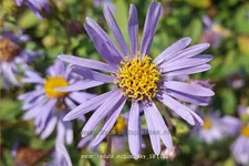 Aster radula 'August Sky'