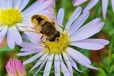 Aster 'Anja's Choice'