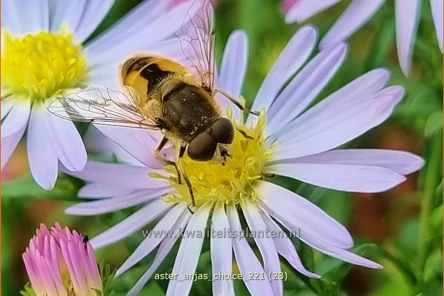 Aster 'Anja's Choice'