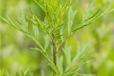 Artemisia vulgaris