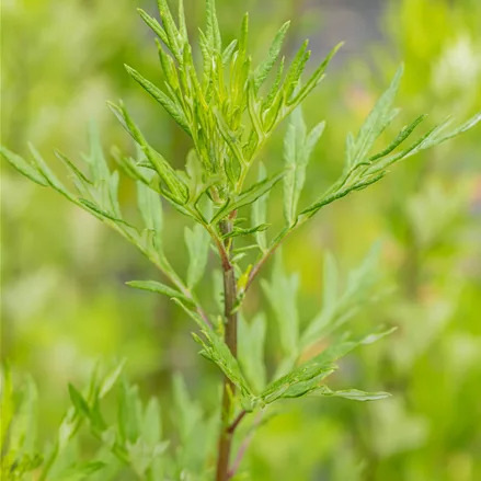 Artemisia vulgaris
