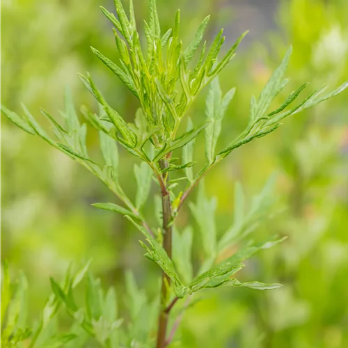Artemisia vulgaris