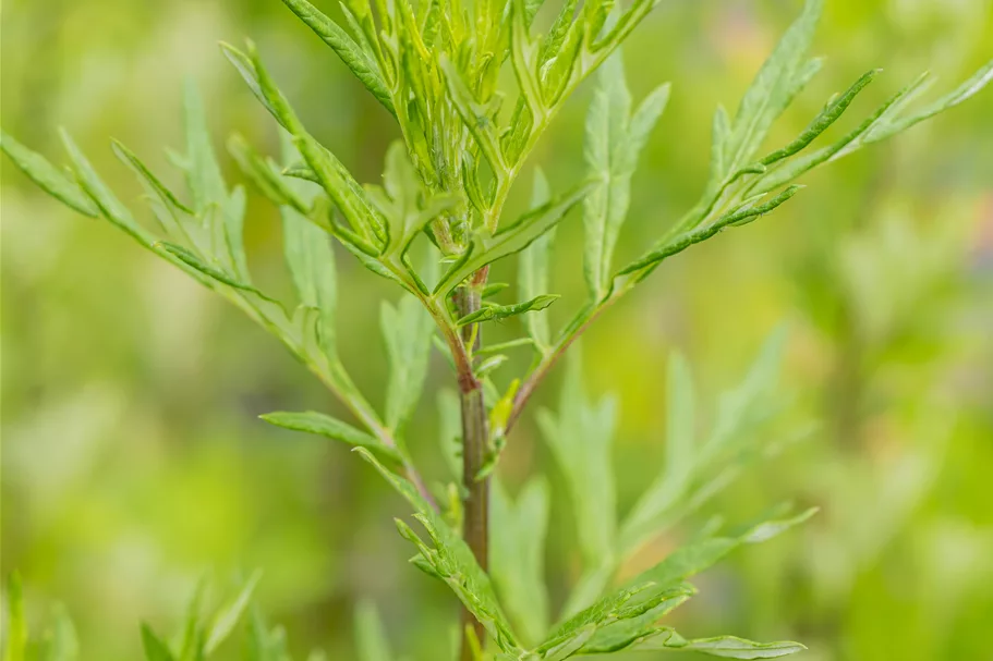 Artemisia vulgaris