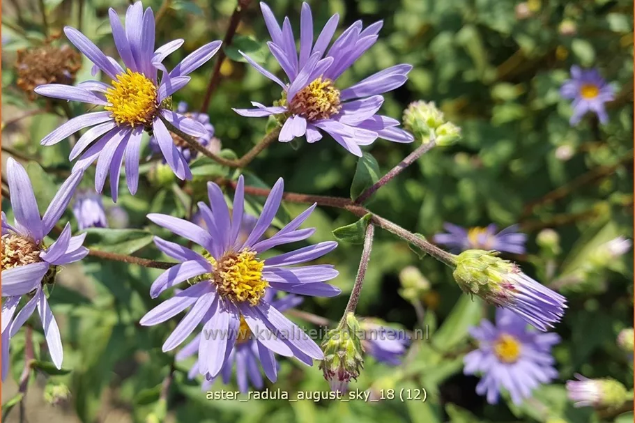Aster radula 'August Sky'