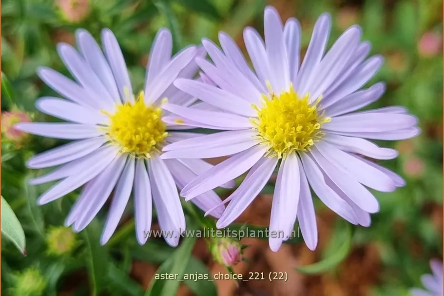 Aster 'Anja's Choice'