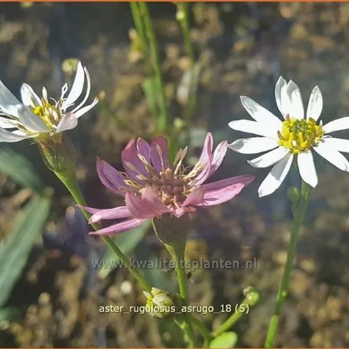 Aster rugulosus 'Asrugo'