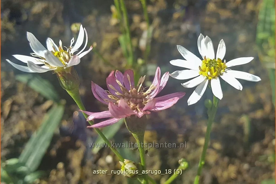 Aster rugulosus 'Asrugo'