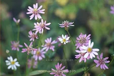 Aster rugulosus 'Asrugo'