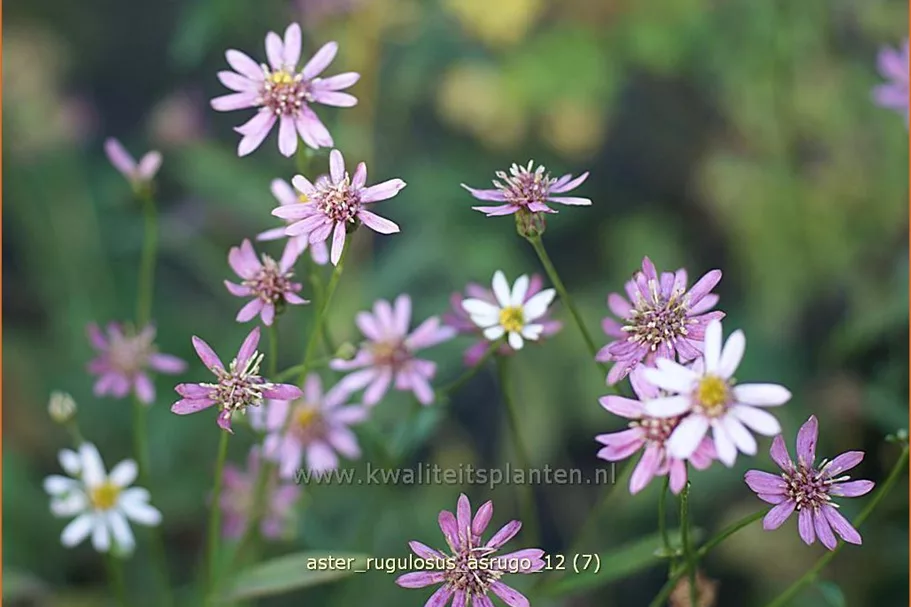 Aster rugulosus 'Asrugo'