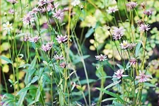 Aster rugulosus 'Asrugo'