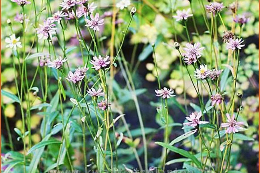 Aster rugulosus 'Asrugo'