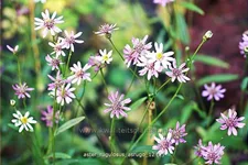 Aster rugulosus 'Asrugo'
