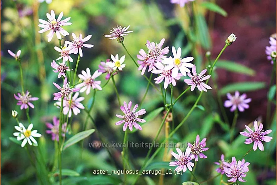 Aster rugulosus 'Asrugo'