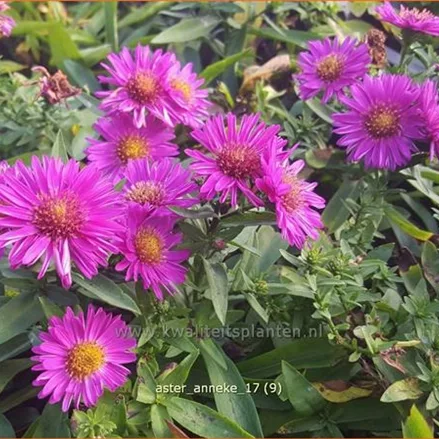 Aster dumosus 'Anneke'