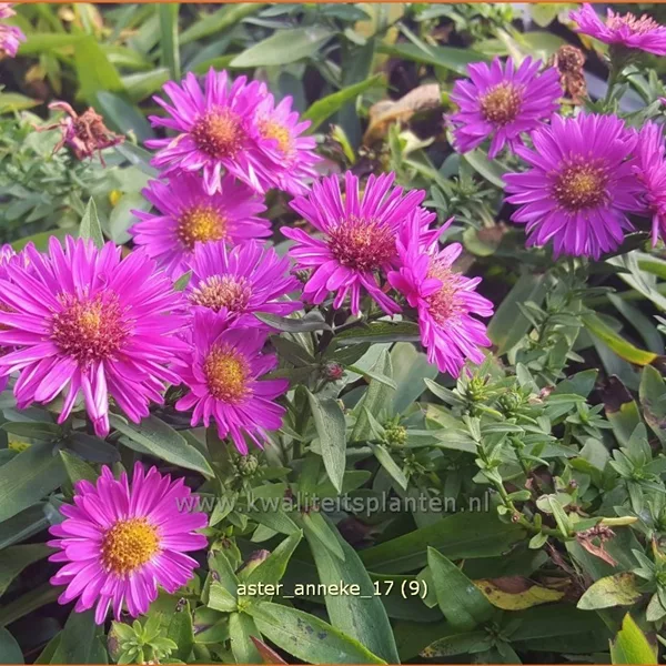 Aster dumosus 'Anneke'