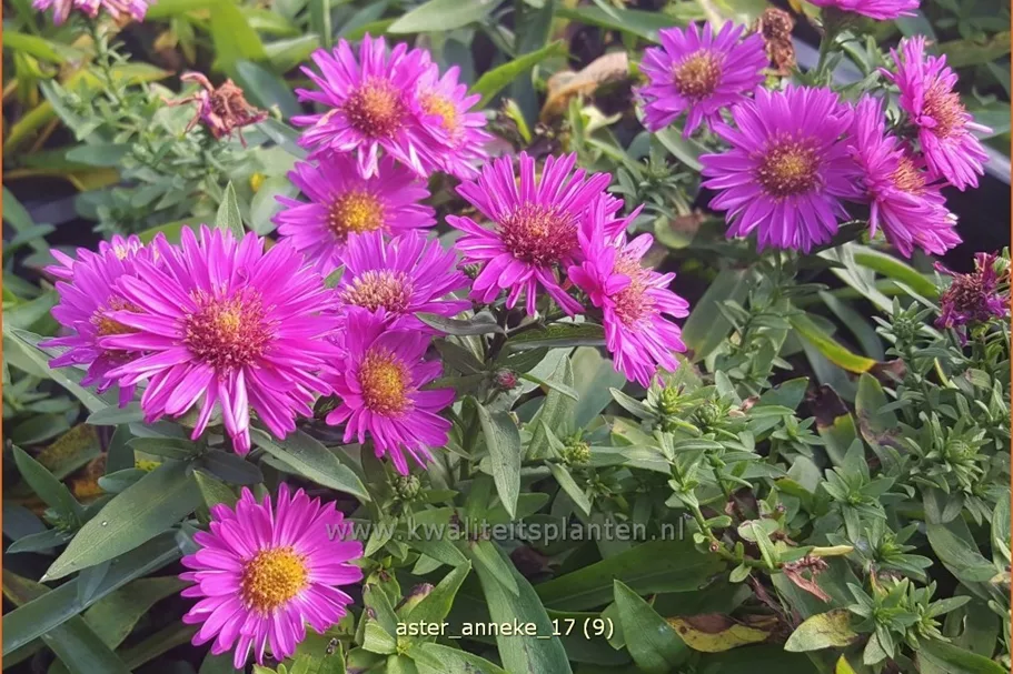 Aster dumosus 'Anneke'
