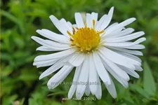 Aster dumosus 'Niobe'