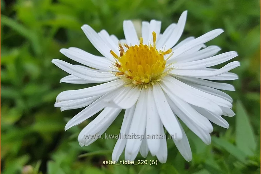 Aster dumosus 'Niobe'