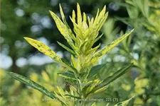 Artemisia vulgaris 'Oriental Limelight'
