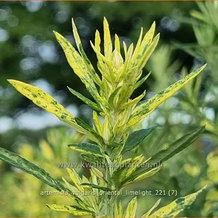 Artemisia vulgaris 'Oriental Limelight'