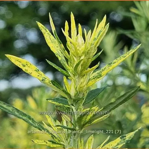 Artemisia vulgaris 'Oriental Limelight'