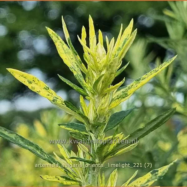 Artemisia vulgaris 'Oriental Limelight'