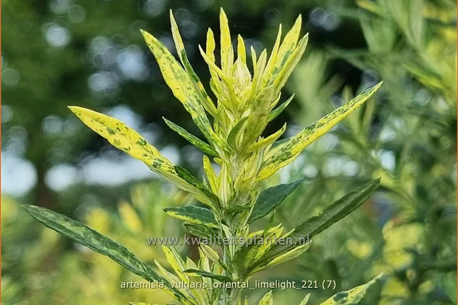 Artemisia vulgaris 'Oriental Limelight'