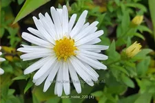 Aster dumosus 'Niobe'