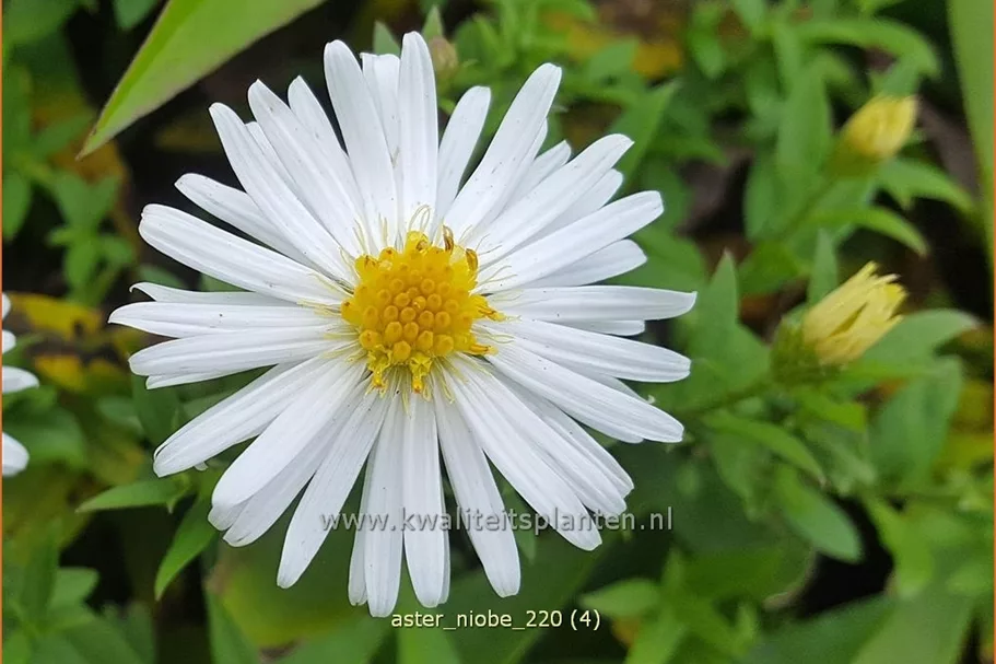 Aster dumosus 'Niobe'