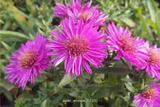 Aster dumosus 'Anneke'