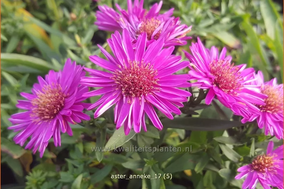 Aster dumosus 'Anneke'