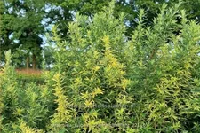 Artemisia vulgaris 'Oriental Limelight'