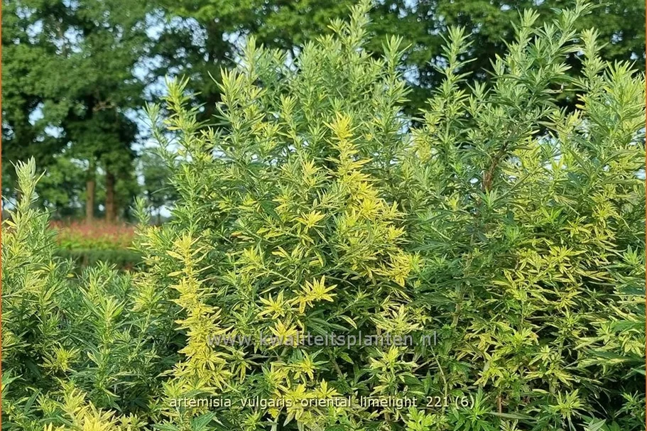 Artemisia vulgaris 'Oriental Limelight'